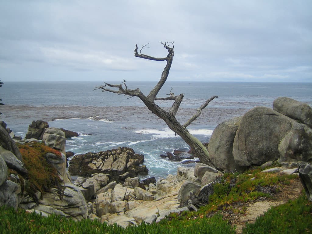 Pebble Beach Golf Links is located on this beautiful 17-mile drive with views of the Lone Cypress.  Here is one of these famous ghost trees with beautiful ocean water below. 